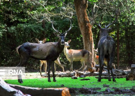 انجام اقدامات پیشگیرانه شیوع طاعون در پارک ملی گلستان