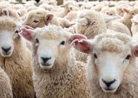 دو راهکار برای تعادل دام و پایداری قیمت گوشت قرمز/آیا صادرات دام سبک آخرین راه است؟