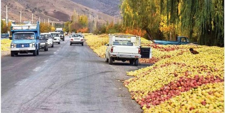 سه اقدام دولت برای حمایت از باغداران/سیب صادر و ذخیره سازی می شود