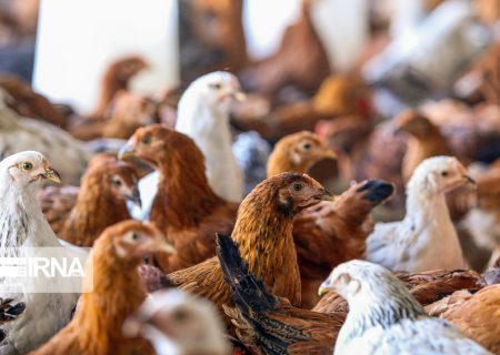 سازمان دامپزشکی استفاده از تریاک در صنعت پرورش طیور گوشتی را تکذیب کرد