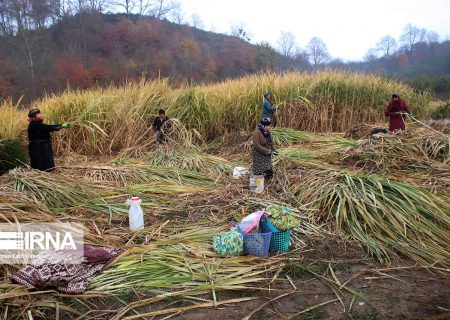 افزایش شمار بیمه‌شدگان صندوق بیمه اجتماعی کشاورزان و روستاییان