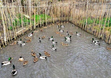 دوما ، تنها روش مجاز صید پرندگان مهاجر در مازندران است