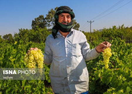 انگور استان مرکزی فاقد زنجیره‌ ویژه تولید