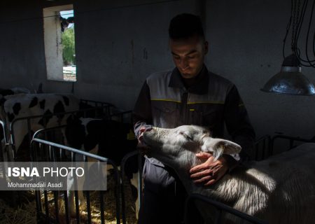 ایسنا – شرکت دامداری تلیسه نمونه