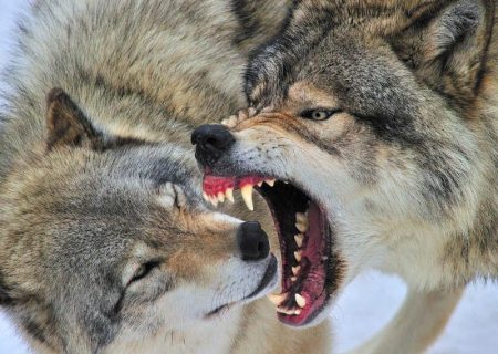 گرگ های سیبری چطور از خاک ایران رانده شدند؟