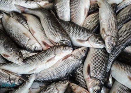 ۳۳ درصد تولید ماهیان گرمابی کشور به خوزستان اختصاص دارد