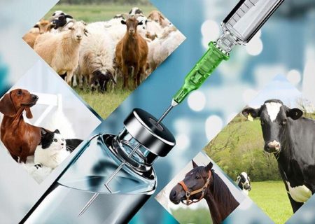 جدیدترین نسل آنتی بیوتیک با خاصیت “پرهیز مصرف صفر” تولید شد/صادرات حدود ۲میلیون دلار داروی دامی