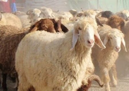 رئیس فراکسیون عشایری: اقدامات خوبی از سوی وزارت کشاورزی برای خرید حمایتی دام زنده شده است