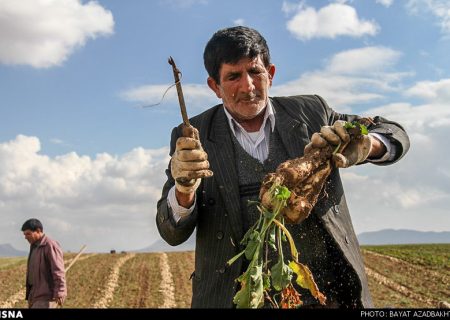 اصلاحیه قیمت خرید تضمینی چغندرقند برای سال زراعی آینده ابلاغ شد