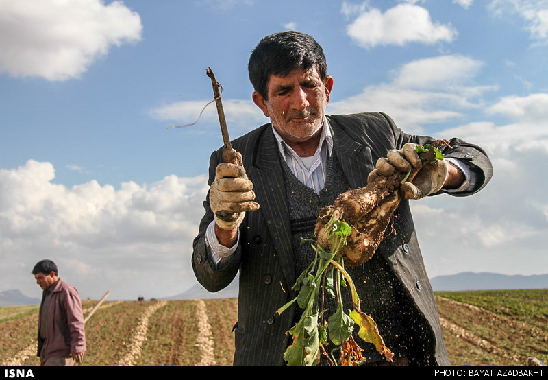 اصلاحیه قیمت خرید تضمینی چغندرقند برای سال زراعی آینده ابلاغ شد