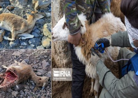 طاعون نشخوارکنندگان ۳۳۰ راس تلفات داشت