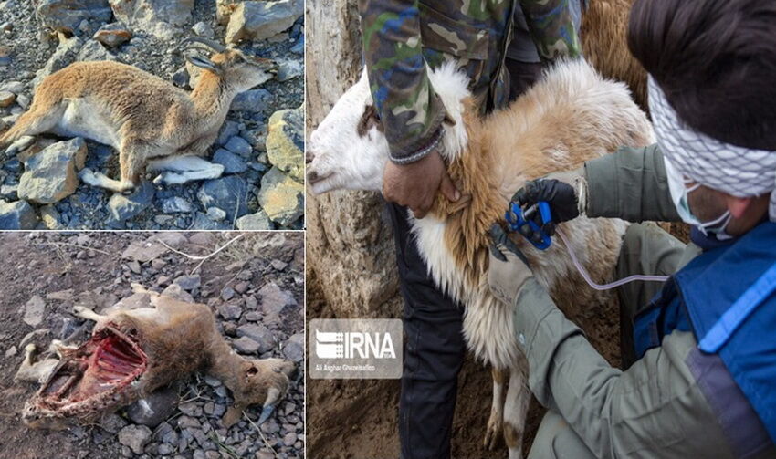 طاعون نشخوارکنندگان ۳۳۰ راس تلفات داشت