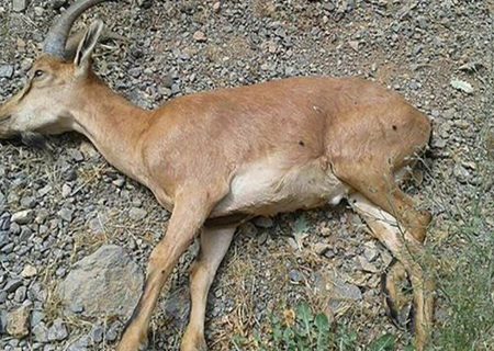 تلفات طاعون نشخوارکنندگان کوچک حیات وحش مازندران به ۸۸ راس افزایش یافت