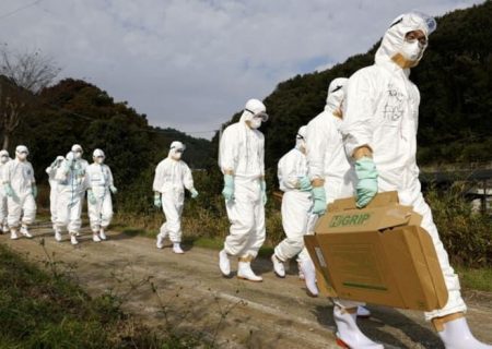 شیوع آنفلوانزای مرغی در آسیا