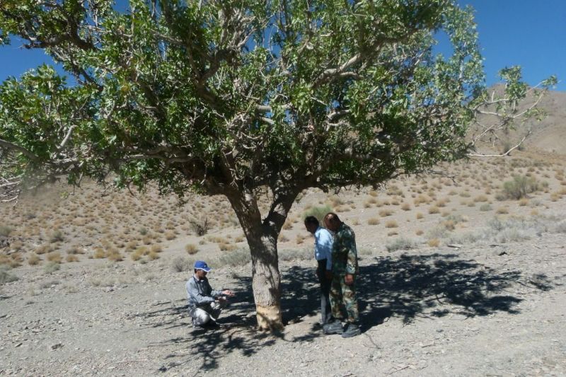 جنگلهای بنه خراسان جنوبی در چنگال تَشی