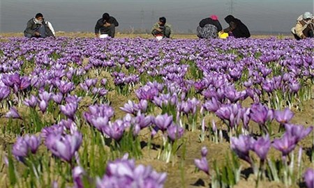 فرصتها و تهدیدهای برداشت طلای سرخ در آذربایجان