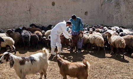 واکسیناسیون ۸۵ درصد از دامهای کرمانشاه مقابل بیماری طاعون
