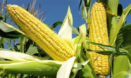 بیش از دو هزار تن ذرت دانه‌ای در کرمانشاه از کشاورزان خریداری شده است/ صدور حواله الکترونیکی کود شیمیایی