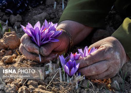 رد پای دلالان در گرانی دوباره زعفران