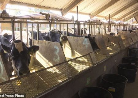 نهاده‌ دامی تامین نشود، دام‌های سنگین مولد هم به کشتارگاه می‌روند