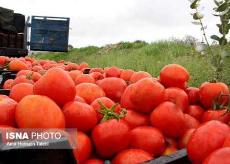 باران گوجه فرنگی را گران کرد