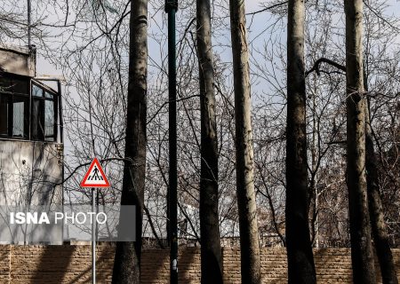 غرس ۵۰۰ درخت کهنسال خیابان ولیعصر در سال جاری