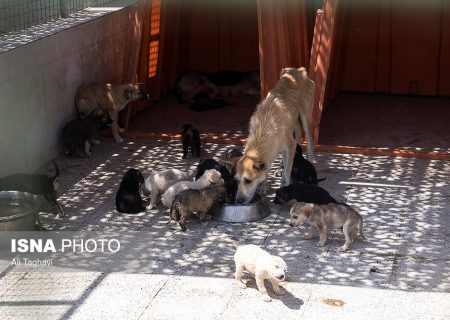 شهرداری شایعات درباره نقاهتگاه سگ های بدون صاحب آرادکوه را رد کرد