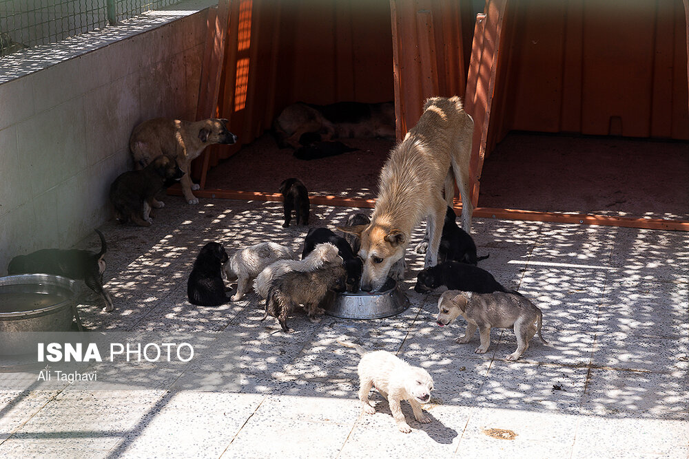 شهرداری شایعات درباره نقاهتگاه سگ های بدون صاحب آرادکوه را رد کرد
