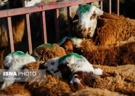 مصوبه خرید حمایتی دام روستایی مشکلات بسیاری دارد/ تبصره ها شفاف نیست