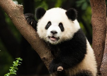 پارک ملی پانداهای غول‌پیکر در چین افتتاح شد