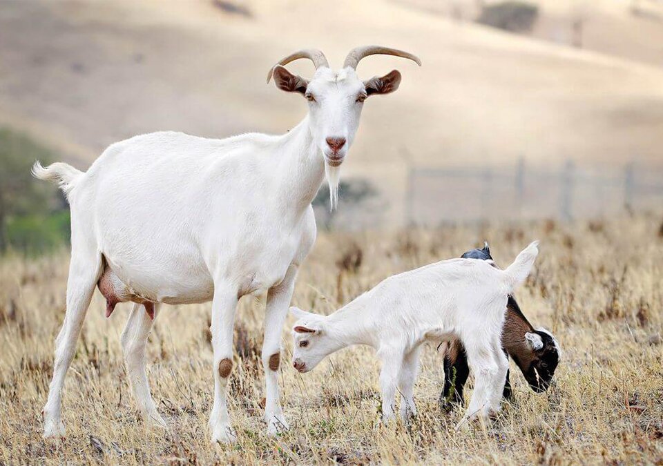 ذخایر ژنتیکی دامی کشور به دلیل کمبود نهاده کشتار می‌شود