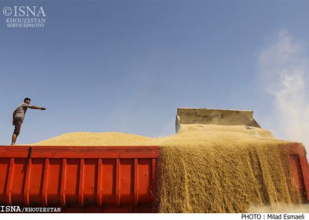 واردات گندم به بندر امام از ۲ میلیون تن فراتر رفت