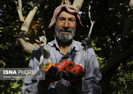 فصل برداشت «خُرمالو»