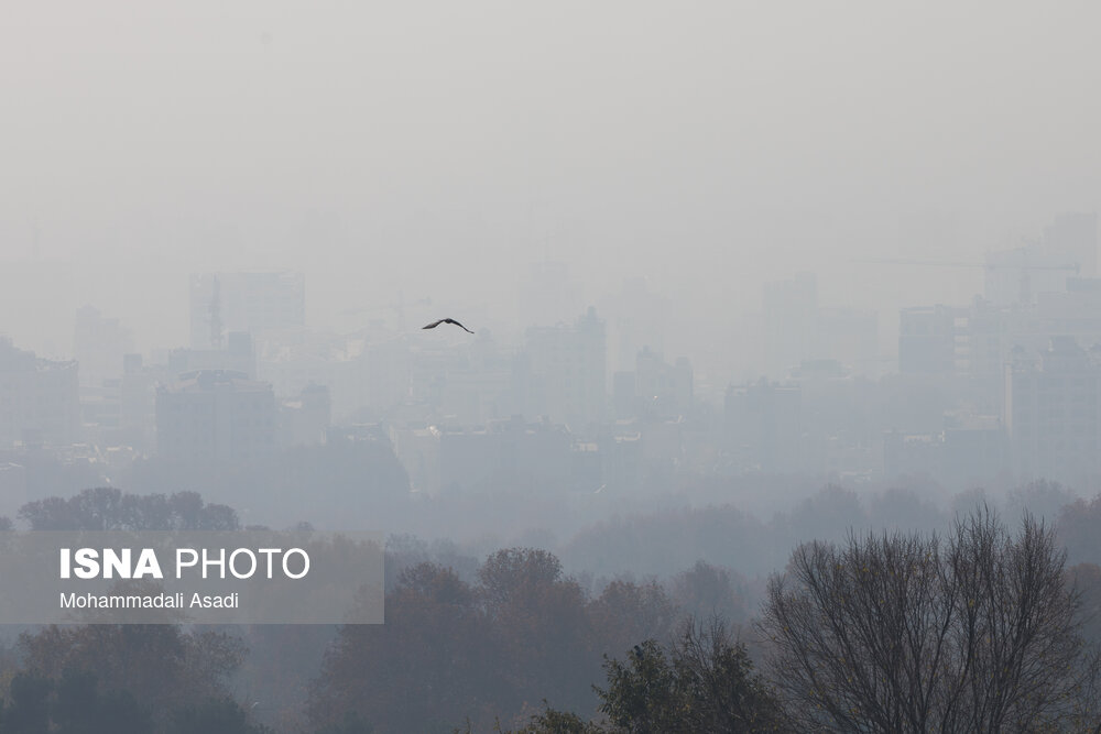 کدام خوراکیها به کاهش آسیب آلودگی هوا کمک میکند؟