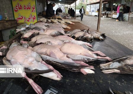 پرواز قیمت پرندگان مهاجر برای رسیدن به سفره شب یلدا