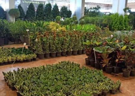 آغاز به کار نمایشگاه گل و گیاه در منطقه آزاد چابهار