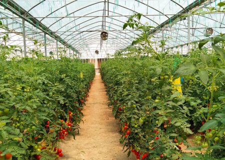 کدام استان رتبه نخست تولیدات گلخانه‌ای در کشور را دارد؟
