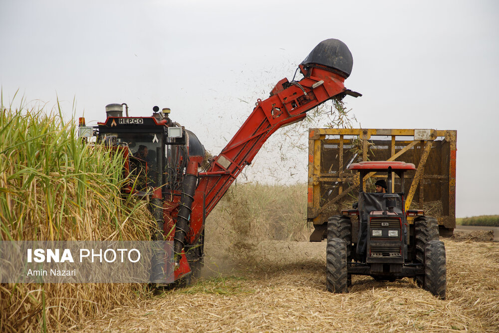 برداشت نیشکر در خوزستان