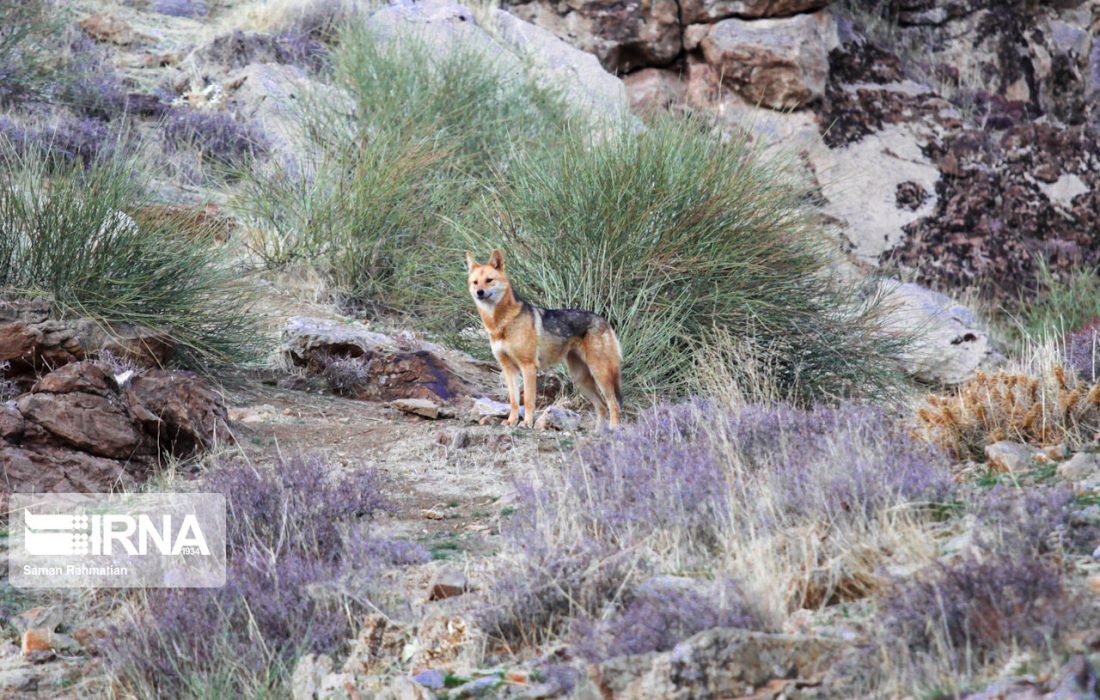 کمیته ساماندهی گرگاسهای طاقبستان کرمانشاه تشکیل شد