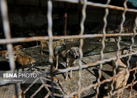 افتتاح نقاهتگاه جدید سگ ها در سرخه حصار/طعمه گذاری برای موش ها به صورت روزانه در شهر