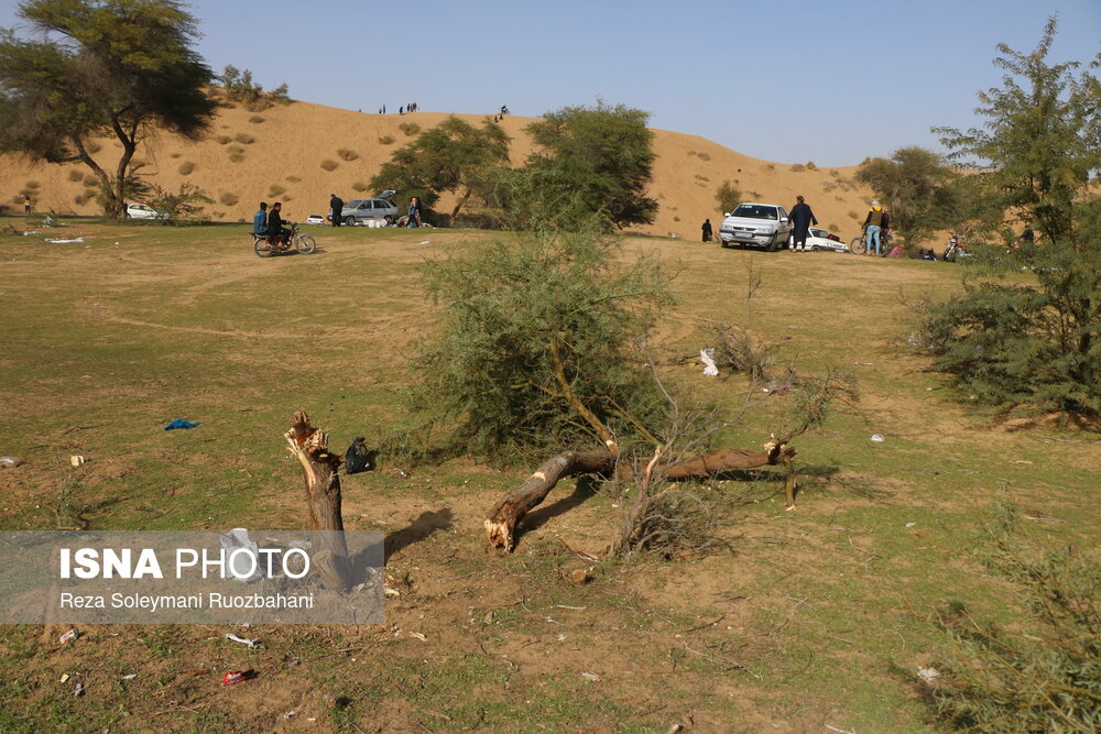 قطع درختان “ام‌الدبس” را بررسی خواهیم کرد
