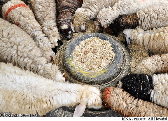 توزیع ۱۰۰ تن کنستانتره رایگان بین دامداران هفتکل
