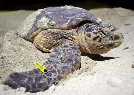 هزار و ۴۳۰ لاک‌پشت دریایی خلیج‌فارس در مدت ۷ سال علامت‌گذاری شدند