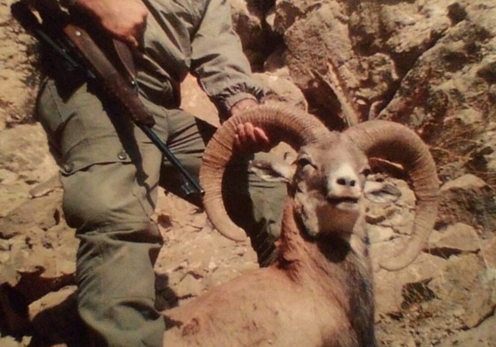 «شکار» در قانون