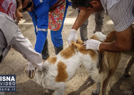 ویدئو / واکسیناسیون سگ‌های بلاصاحب در ماهشهر