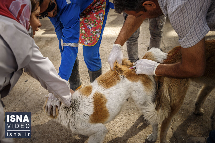 ویدئو / واکسیناسیون سگ‌های بلاصاحب در ماهشهر