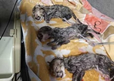 دانشگاه سمنان در تکثیر یوزپلنگ آسیایی همکاری داشت