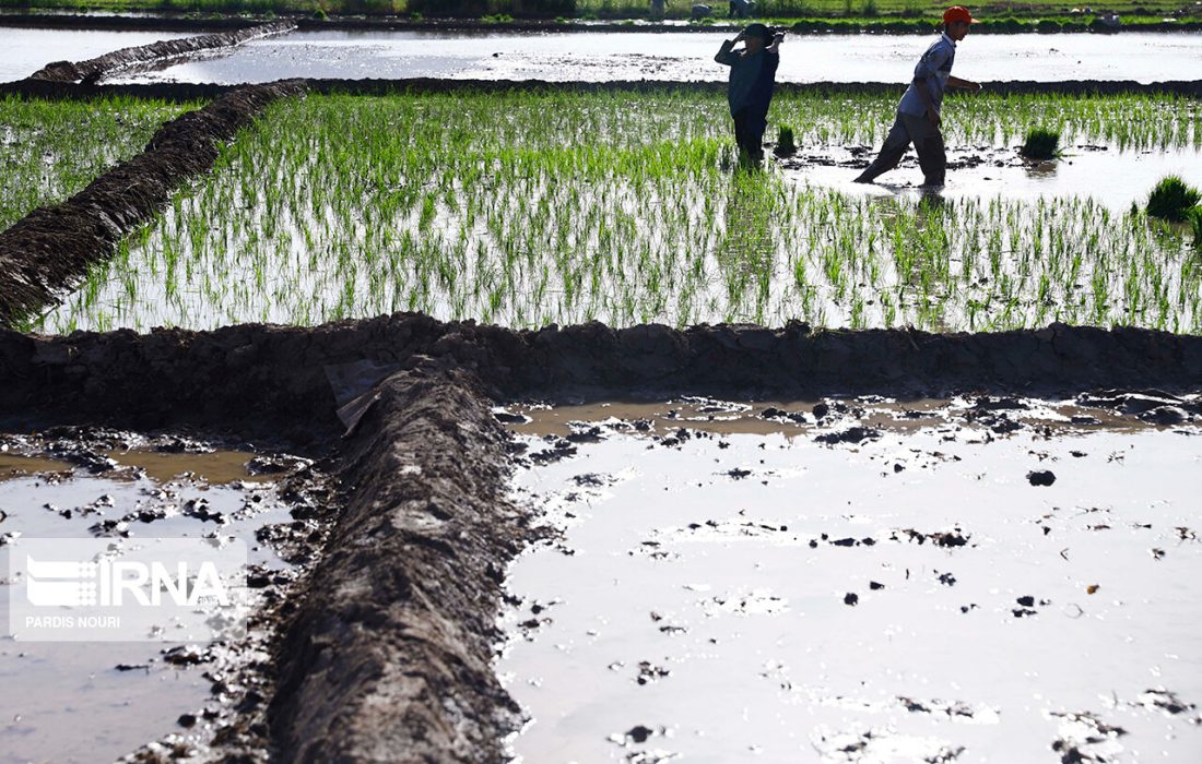 علت افزایش نرخ بیکاری و کاهش اشتغال بخش کشاورزی در بهار امسال چه بود؟