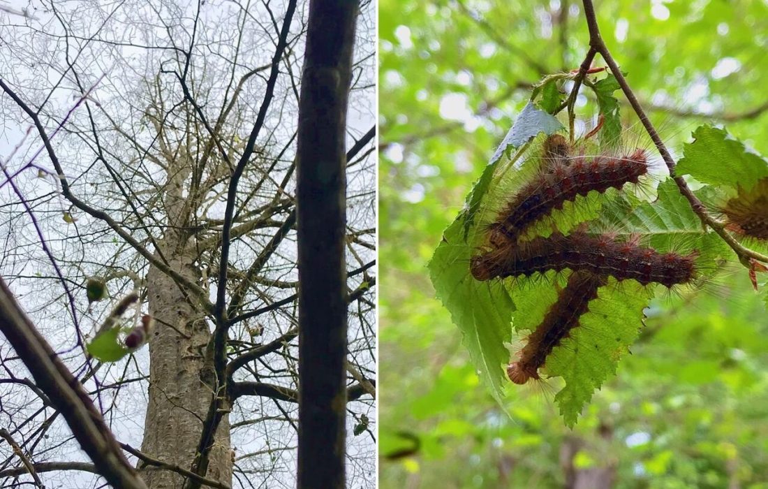 بیماریها و آفات بلای جنگلهای شمال/تحقیقات و راهکار علمی ضرورتی برای نجات این اکوسیستم