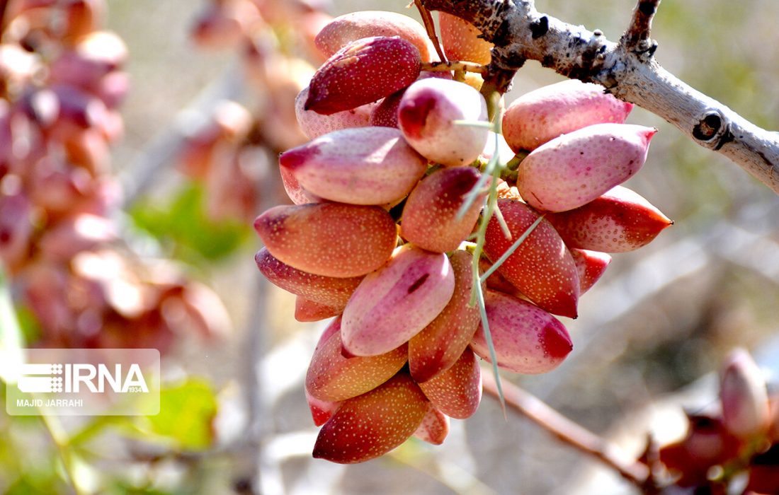 فناوری هسته ای دامنه کاربردی وسیعی دارد و دنیا از این ظرفیت و فناوری بهرهمند است